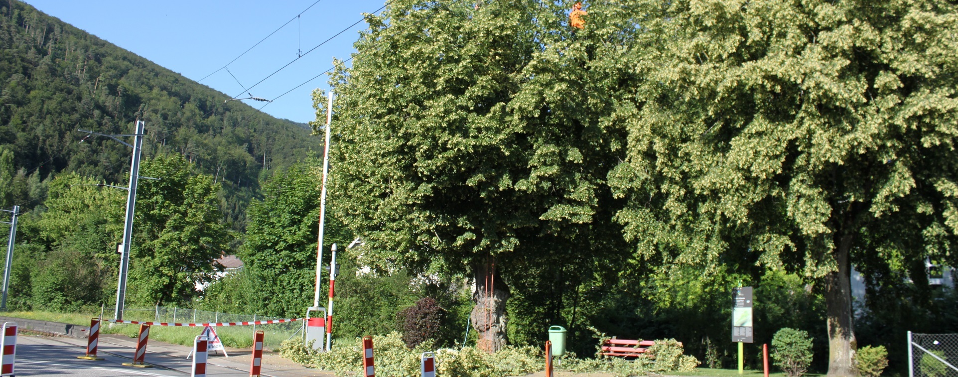 Bahnnahe Vegetation - Oensingen-Balsthal-Bahn AG